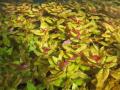 Akváriumi növények - Rotala macrandra